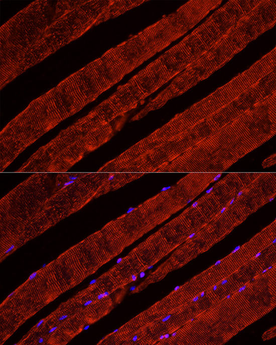 GLUT4 Rabbit polyclonal antibody