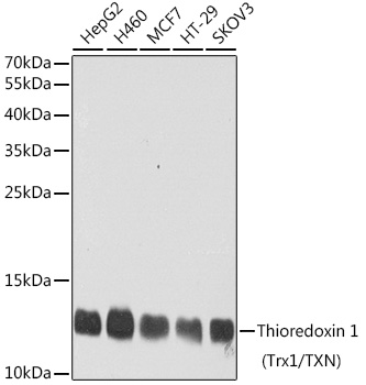 Thioredoxin 1 (Trx1/TXN) Rabbit polyclonal antibody