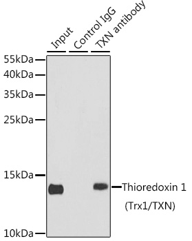 Thioredoxin 1 (Trx1/TXN) Rabbit polyclonal antibody