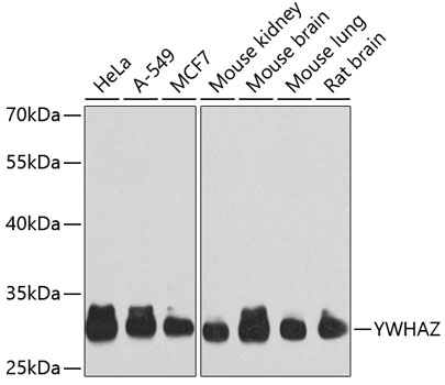 YWHAZ Rabbit polyclonal antibody
