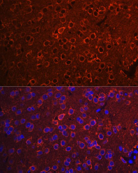 YWHAZ Rabbit polyclonal antibody