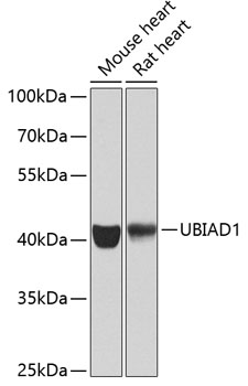 UBIAD1 Rabbit polyclonal antibody