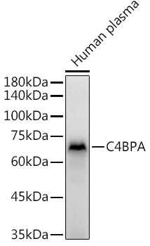 C4BPA Rabbit polyclonal antibody