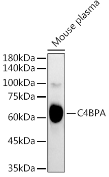 C4BPA Rabbit polyclonal antibody