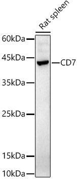 CD7 Rabbit polyclonal antibody