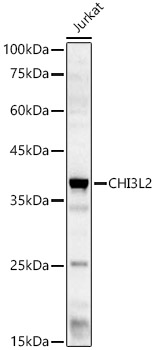 CHI3L2 Rabbit polyclonal antibody