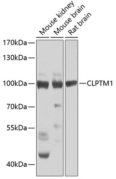 CLPTM1 Rabbit pAb