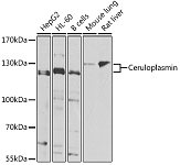 Western blot - Ceruloplasmin Rabbit pAb (A7658)