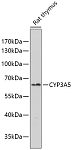 Western blot - CYP3A5 Rabbit pAb (A7663)