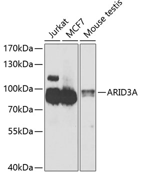 ARID3A Rabbit polyclonal antibody