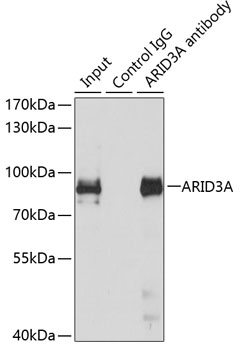 ARID3A Rabbit polyclonal antibody