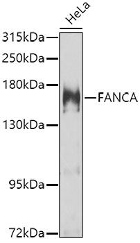 FANCA Rabbit pAb