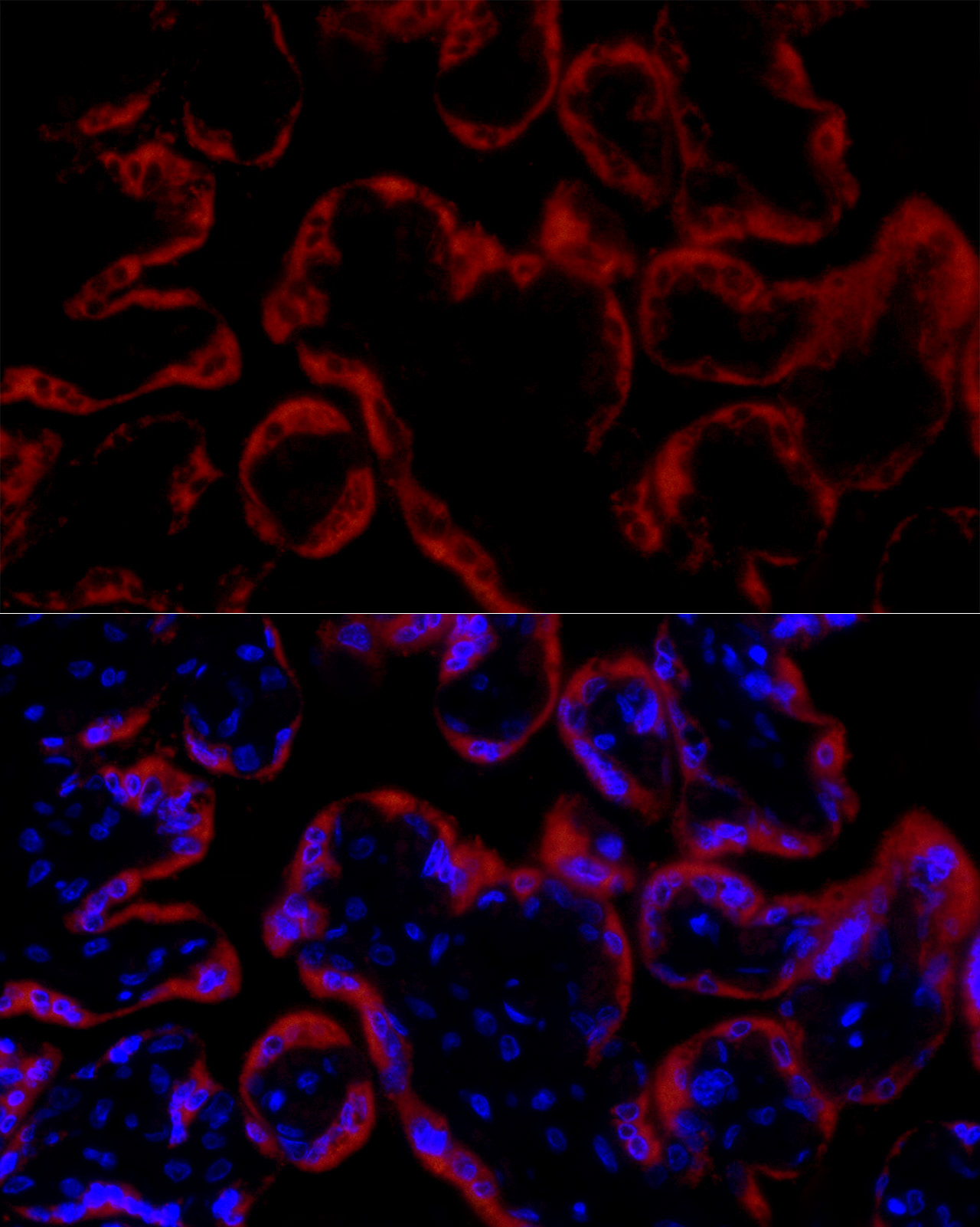 GH1 Rabbit polyclonal antibody
