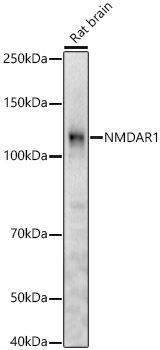 NMDAR1 Rabbit polyclonal antibody