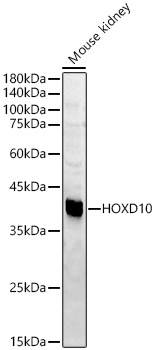 HOXD10 Rabbit pAb