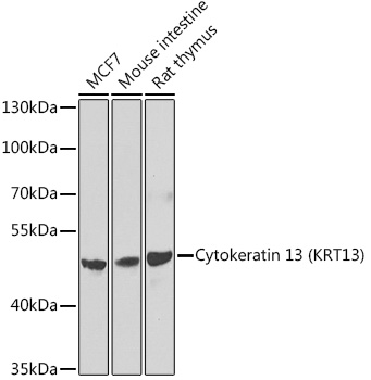 Cytokeratin 13 (KRT13) Rabbit pAb