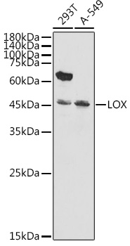 LOX Rabbit polyclonal antibody