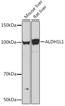 ALDH1L1 Rabbit monoclonal antibody