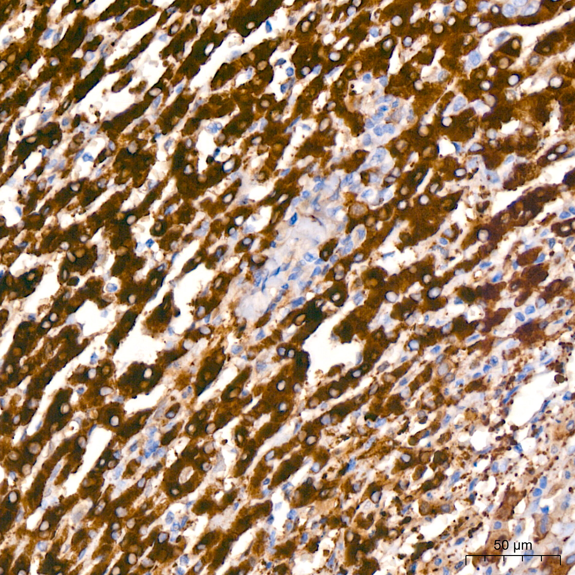 ALDH1L1 Rabbit monoclonal antibody