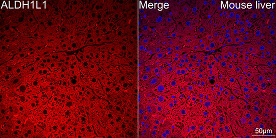 ALDH1L1 Rabbit monoclonal antibody