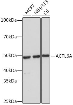 ACTL6A Rabbit monoclonal antibody