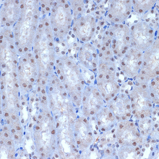 ACTL6A Rabbit monoclonal antibody
