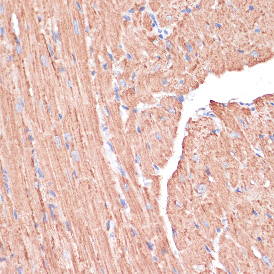PGD Rabbit polyclonal antibody