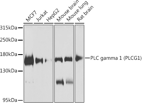 PLC gamma 1 (PLCG1) Rabbit polyclonal antibody