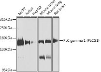 Western blot - PLC gamma 1 (PLCG1) Rabbit pAb (A7711)