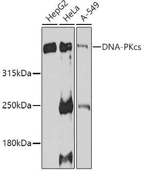 DNA-PKcs Rabbit polyclonal antibody