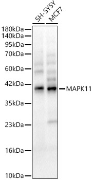 MAPK11 Rabbit polyclonal antibody