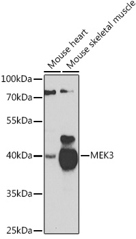 MEK3 Rabbit polyclonal antibody