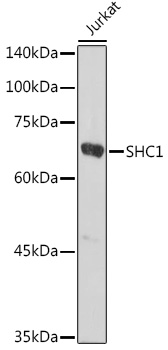 SHC1 Rabbit polyclonal antibody