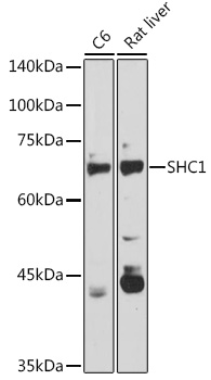 SHC1 Rabbit polyclonal antibody