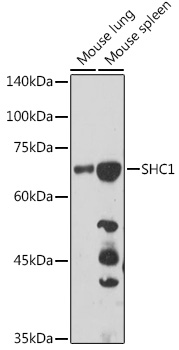 SHC1 Rabbit polyclonal antibody