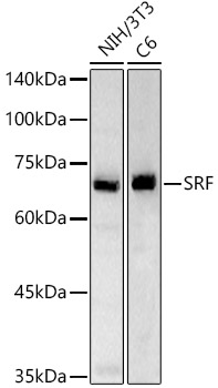 SRF Rabbit polyclonal antibody