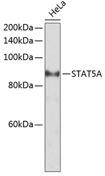 STAT5A Rabbit polyclonal antibody
