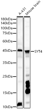 SYT4 Rabbit polyclonal antibody