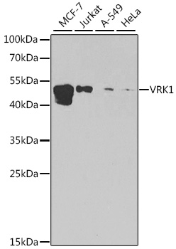 [KO Validated] VRK1 Rabbit polyclonal antibody