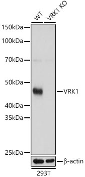 [KO Validated] VRK1 Rabbit polyclonal antibody