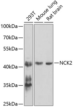 NCK2 Rabbit polyclonal antibody