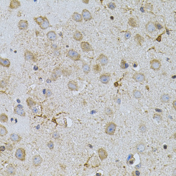 NAT8 Rabbit polyclonal antibody