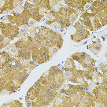 NAT8 Rabbit polyclonal antibody