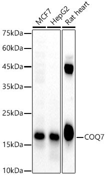COQ7 Rabbit polyclonal antibody