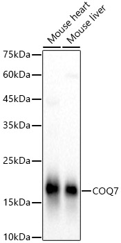 COQ7 Rabbit polyclonal antibody