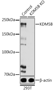 [KO Validated] KDM5B Rabbit polyclonal antibody