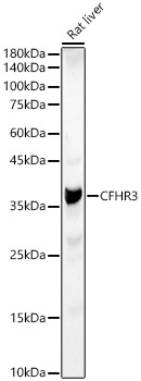 CFHR3 Rabbit polyclonal antibody