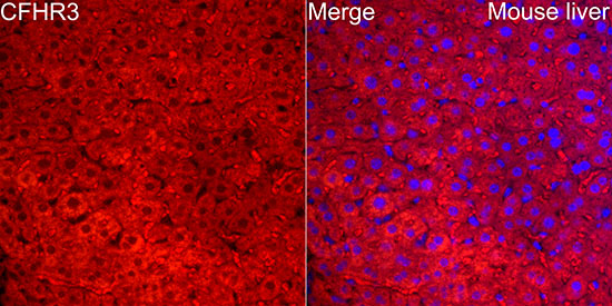 CFHR3 Rabbit polyclonal antibody