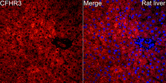 CFHR3 Rabbit polyclonal antibody