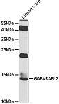 Western blot - GABARAPL2 Rabbit pAb (A7782)